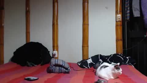 Snapshot of miahells chatting on 7, 3, 2026 Mia Sam online show from 7, 3, 2026