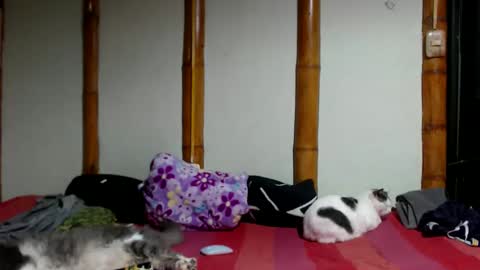 Snapshot of miahells chatting on 22, 3, 2026 Mia Sam online show from 22, 3, 2026