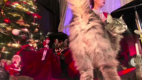 missAsmodeus online show from 24, 12, 2024