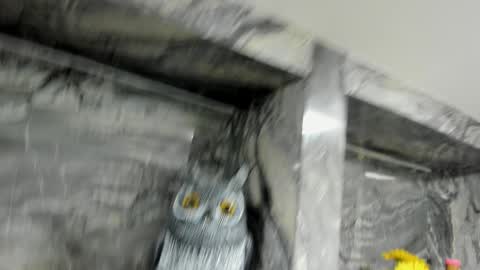 Danika online show from 1, 10, 2025