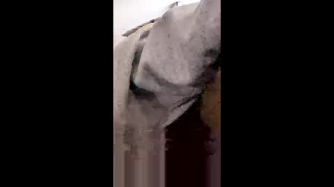 Snapshot of missniagaraishorny chatting on 18, 1, 2026 MissNiagara online show from 18, 1, 2026