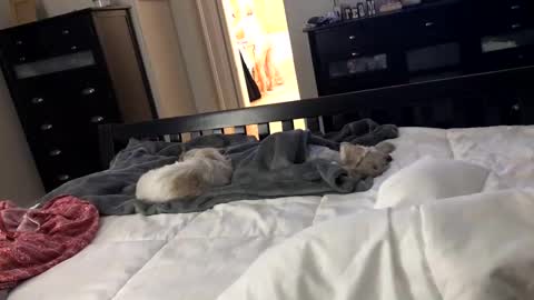 mrrogue online show from 24, 12, 2024