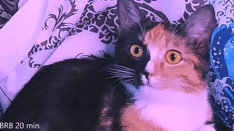 Monday-Friday 12-4 AM and 6-9 AM New York time online show from 23, 1, 2025