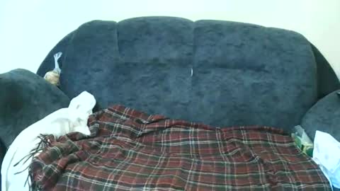 Snapshot of nastylily1 chatting on 17, 1, 2026 nastylily1 online show from 17, 1, 2026