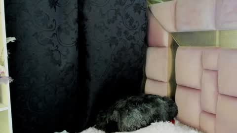 Nat  online show from 27, 12, 2024