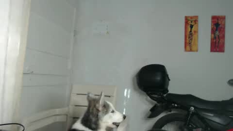 Stella Mcqueen online show from 31, 12, 2024