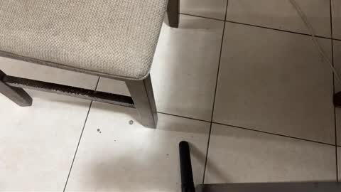 Snapshot of nicocar83 chatting on 15, 3, 2026 Carlos Nico online show from 15, 3, 2026