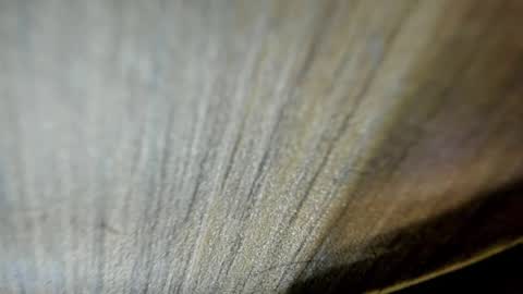 Niick online show from 19, 3, 2026