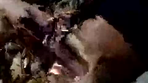 nocturnus1980 online show from 10, 9, 2025