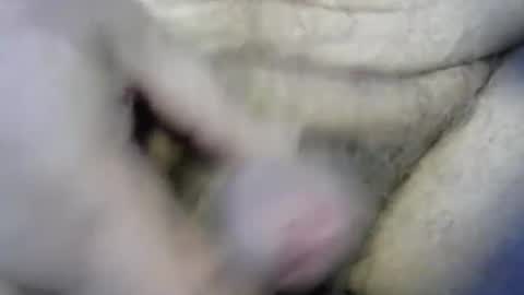 ogasmbyoral online show from 4, 12, 2024