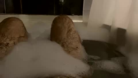 oldbones2 online show from 24, 2, 2025