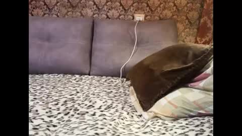 Pancamo online show from 5, 1, 2025