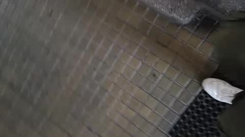 paulobascet online show from 11, 1, 2025