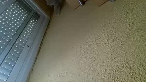 perales_12345 online show from 19, 4, 2026