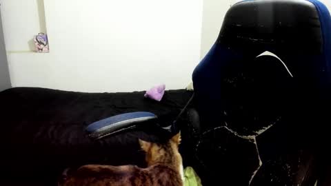 weedcandy ig y twitter xpink dustt online show from 14, 10, 2025