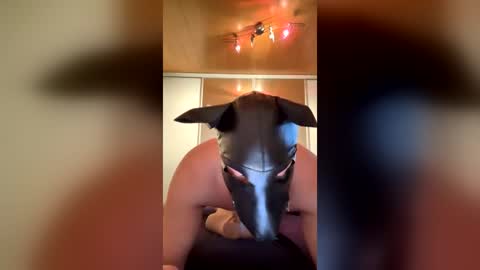 playdog123 online show from 25, 6, 2026
