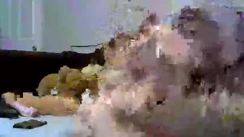 Snapshot of pollenpup chatting on 12, 1, 2026 sativa indica online show from 12, 1, 2026