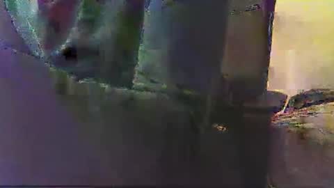 poyote69 online show from 13, 11, 2025