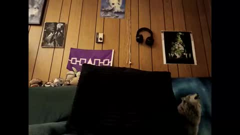 prettysolid7 online show from 15, 10, 2025