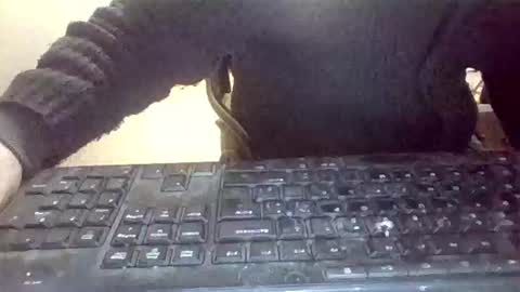 pup_y online show from 31, 1, 2026