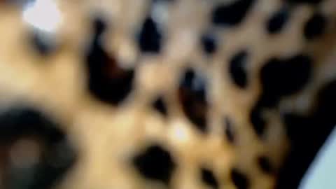 cindy online show from 4, 2, 2026