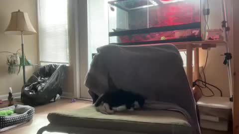 sabrosocockcarnesandwich online show from 5, 10, 2025