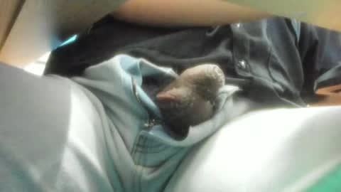 Salvador online show from 15, 12, 2024