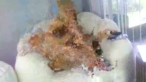 Samatha James online show from 31, 3, 2026