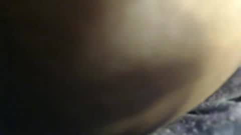 pety online show from 3, 2, 2026