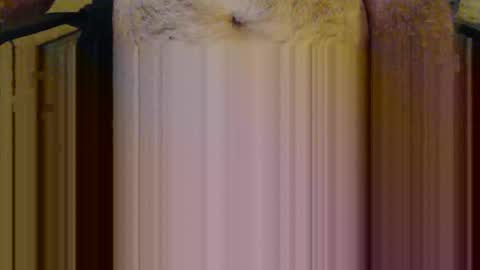 scott1usa online show from 6, 3, 2026