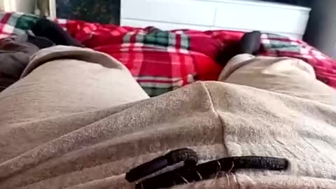 scotycar0408 online show from 17, 3, 2026