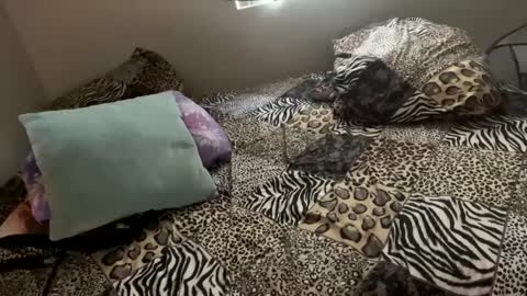 Shaman Woman online show from 6, 12, 2024