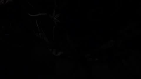 notyourdaddy online show from 13, 1, 2025