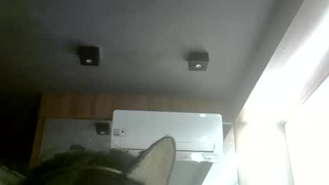skinnykittencam online show from 31, 5, 2026