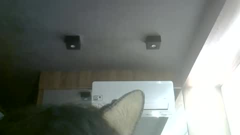 skinnykittencam online show from 6, 6, 2026