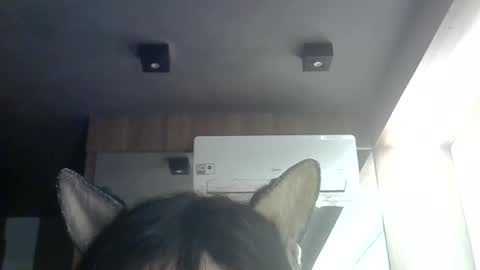skinnykittencam online show from 9, 6, 2026