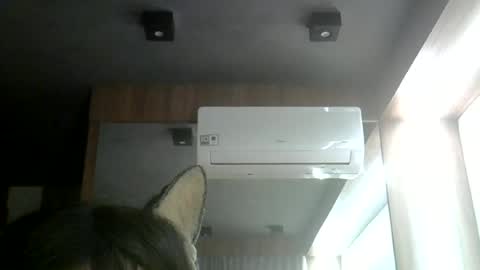 skinnykittencam online show from 12, 6, 2026