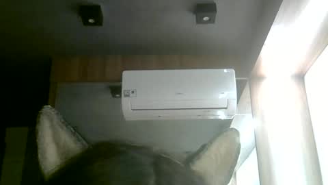 skinnykittencam online show from 14, 6, 2026