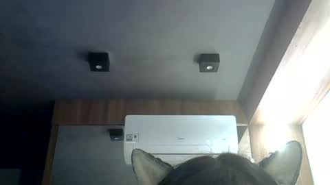 skinnykittencam online show from 19, 6, 2026