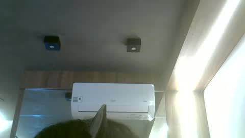 skinnykittencam online show from 19, 6, 2026