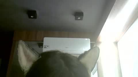 skinnykittencam online show from 22, 6, 2026
