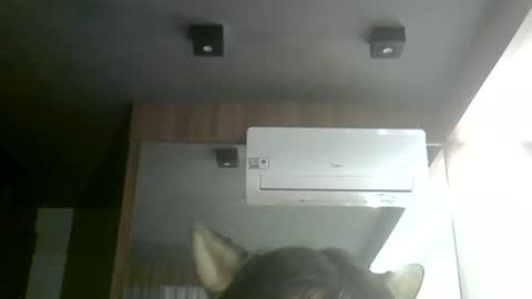 Snapshot of skinnykittencam chatting on 24, 6, 2026 skinnykittencam online show from 24, 6, 2026
