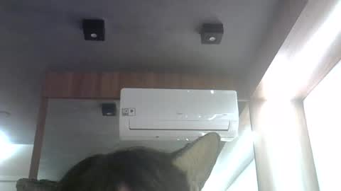 Snapshot of skinnykittencam chatting on 26, 6, 2026 skinnykittencam online show from 26, 6, 2026