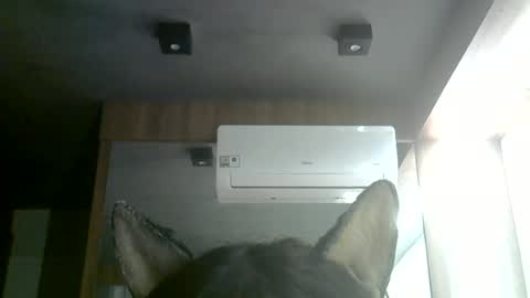 Snapshot of skinnykittencam chatting on 28, 6, 2026 skinnykittencam online show from 28, 6, 2026
