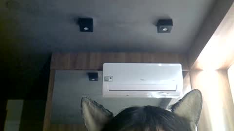 Snapshot of skinnykittencam chatting on 29, 6, 2026 skinnykittencam online show from 29, 6, 2026
