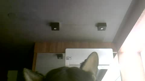 Snapshot of skinnykittencam chatting on 30, 6, 2026 skinnykittencam online show from 30, 6, 2026