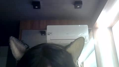 Snapshot of skinnykittencam chatting on 3, 7, 2026 skinnykittencam online show from 3, 7, 2026