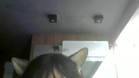 Snapshot of skinnykittencam chatting on 7, 7, 2026 skinnykittencam online show from 7, 7, 2026