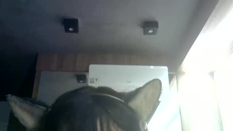 Snapshot of skinnykittencam chatting on 9, 7, 2026 skinnykittencam online show from 9, 7, 2026