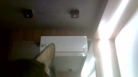 Snapshot of skinnykittencam chatting on 20, 7, 2026 skinnykittencam online show from 20, 7, 2026